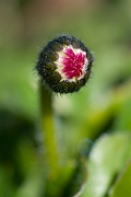 David Plant Photography - Wildlife Photographer - Daisy - A